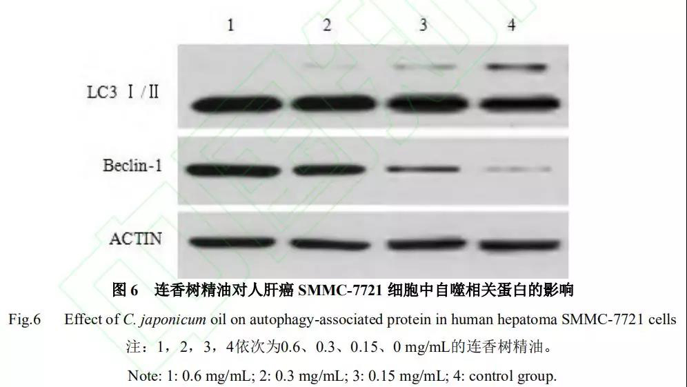 精油的功效与作用